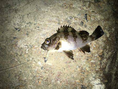 メバル夜釣り