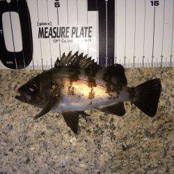 グッドメバル！