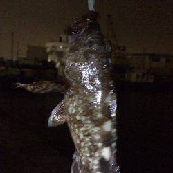 メバル君とガシラ君