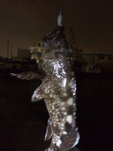 メバル君とガシラ君