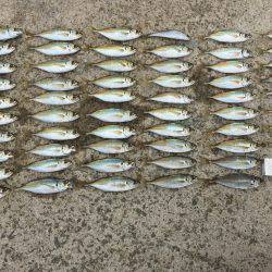 淡路島アジング