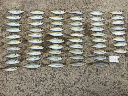 淡路島アジング