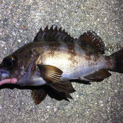 調子良く釣れてましたよ！