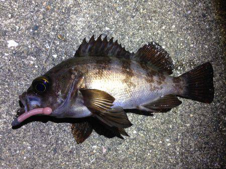 調子良く釣れてましたよ！