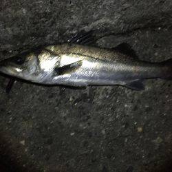 バチシー激アツ!!