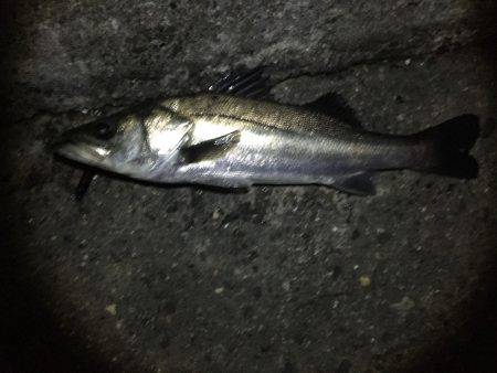 バチシー激アツ!!