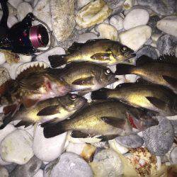 やっと釣れました