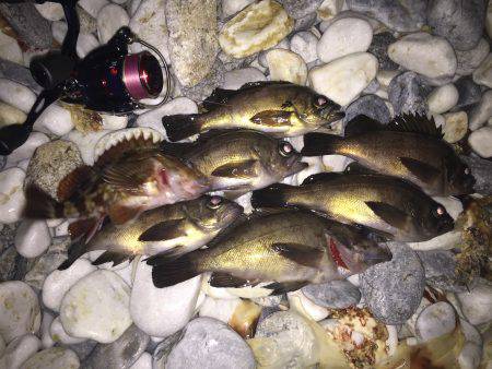 やっと釣れました