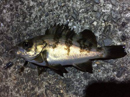 シーバス釣れず…