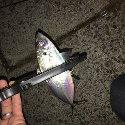 淡路島アジング！