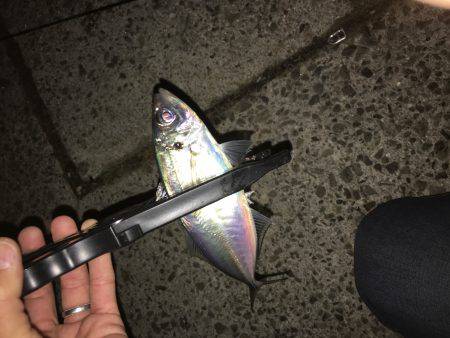 淡路島アジング！