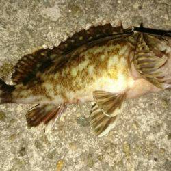 タコからのメバル