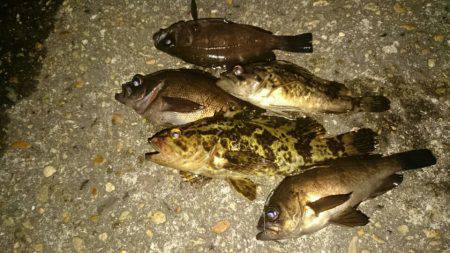 メバリング絶好調