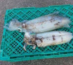 ウキ釣りでアオリイカ