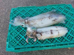 ウキ釣りでアオリイカ