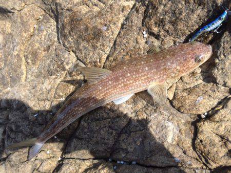 エソガシーなぁ～～～