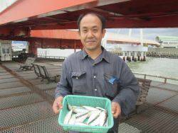 尼崎市立魚つり公園　カタクチイワシ、サッパ