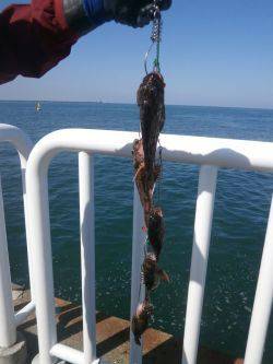 大阪南港海釣り公園　ガシラ