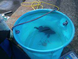 大阪南港海釣り公園　ガシラ