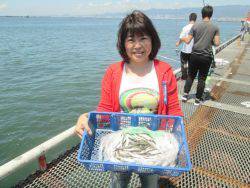 尼崎市立魚つり公園　カタクチイワシ4500匹！