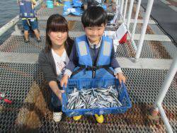 尼崎海釣り公園　サビキでカタクチイワシ好調