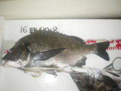 姫路市立遊魚センター　探り釣りでチヌ