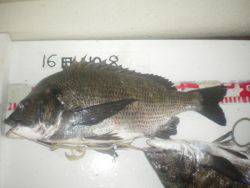 姫路市立遊魚センター　探り釣りでチヌ