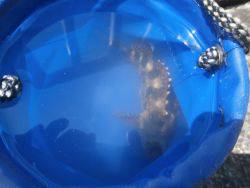 大阪南港海釣り公園　ガシラ