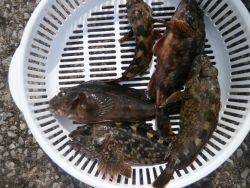 大阪南港海釣り公園　ガシラ