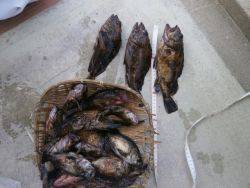 姫路市立遊魚センター　ガシラ、ほか