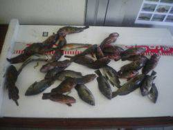 姫路市立遊魚センター アイナメ、ガシラほか