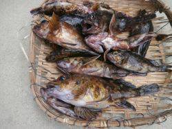 大阪南港海釣り公園　ガシラほか