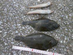 大阪南港海釣り公園　ガシラほか