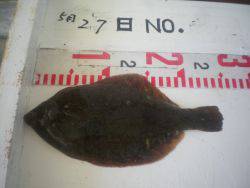 姫路市立遊魚センター　アイナメ、キスほか