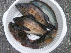 大阪南港海釣り公園　イワシ、ガシラほか