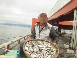 尼崎市立魚つり公園　カタクチイワシ2600匹