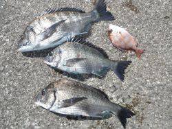 和歌山北港魚つり公園　チヌ、チャリコ