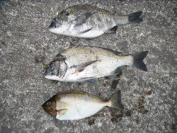 和歌山北港魚つり公園　チヌ、アイゴ