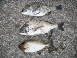 和歌山北港魚つり公園　チヌ、アイゴ