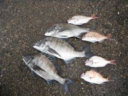 和歌山北港魚つり公園　チヌ、チャリコ