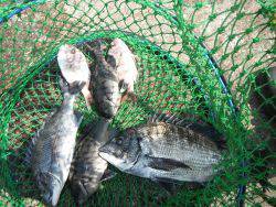 和歌山北港魚つり公園　チヌ、グレほか