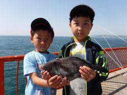 平磯海釣り公園　ウキ釣りでウマヅラハギ34…