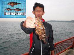 磯海づり公園で根魚つり