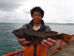 神戸市立平磯海づり公園　アイナメ　36.5cm