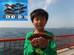 神戸市立平磯海づり公園 投げ釣りでベラ・ガシラ