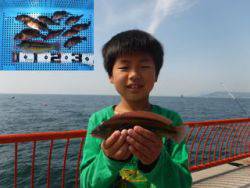 神戸市立平磯海づり公園 投げ釣りでベラ・ガ…