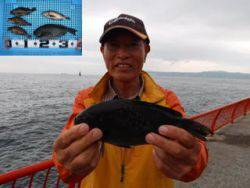 神戸市立平磯海づり公園　ウキ釣りでグレ、メバル