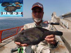 神戸市立平磯海づり公園　ウマヅラ、グレ、メバル