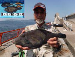 神戸市立平磯海づり公園　ウマヅラ、グレ、メ…