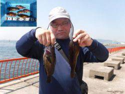 神戸市立平磯海づり公園　メバル、ガシラ、アイナメ